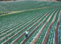 contour/terrace farming (sustainable agriculture, erosion control)