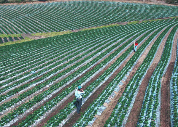 Checking contours in Monterey County strawberry fields, United States