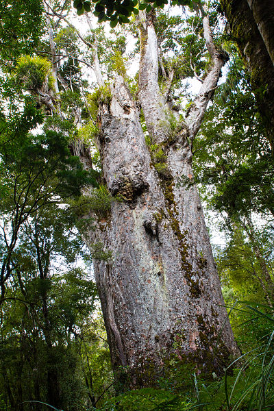 File:NZ150415 Waipoua Forest Te Matua Ngahere 01.jpg