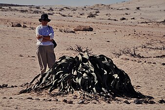 Person standing beside Welwitschia plant for scale