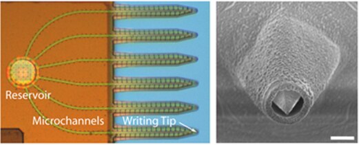 File:Nanofountain probe-SEM and Oprtical Image.tif