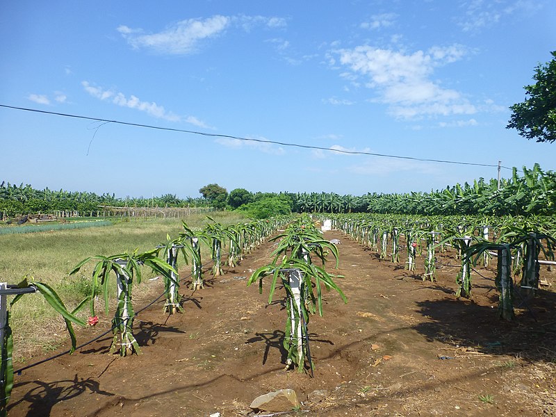 File:Naozhou - P1570862 - dragon fruit.JPG