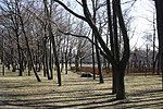 Oak stand "Napoleon Forest"