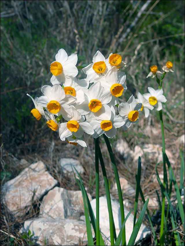 水仙花 Wikiwand