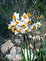 נרקיס מצוי Narcissus tazetta