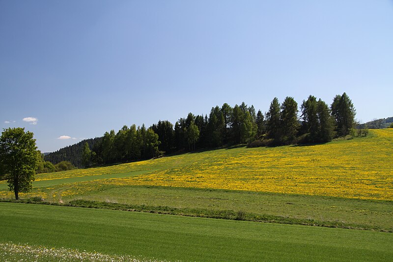 File:Natural monument Haje in 2011 (5).JPG