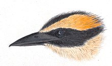 Naturalis Biyoçeşitlilik Merkezi - MMNAT01 AF NNM001000100 001 - Natuurkundige Commissie voor Nederlandsch-Indië - Kuş türleri - Art, crop.jpg