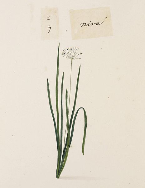 File:Naturalis Biodiversity Center - RMNH.ART.678 - Allium tuberosum - Kawahara Keiga - 1823 - 1829 - Siebold Collection - pencil drawing - water colour.jpeg