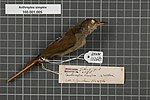 Naturalis Bioxilma-xillik markazi - RMNH.AVES.132683 1 - Anthreptes simplex (S. Myuller, 1843) - Nectariniidae - qush terisi numune.jpeg