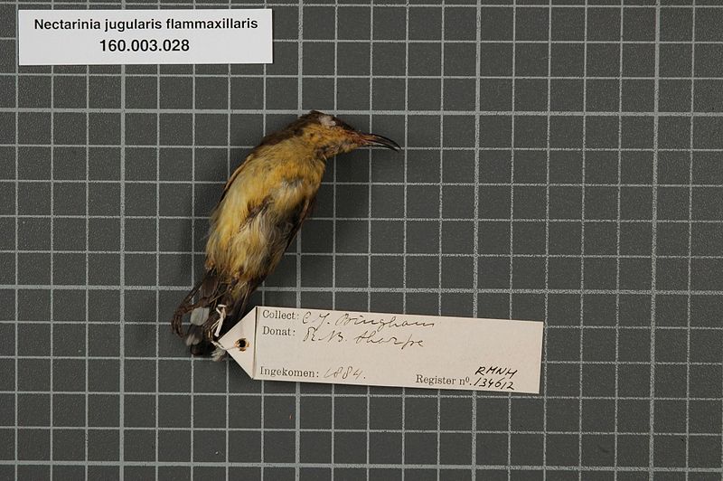 File:Naturalis Biodiversity Center - RMNH.AVES.134612 2 - Nectarinia jugularis flammaxillaris Blyth, 1845 - Nectariniidae - bird skin specimen.jpeg