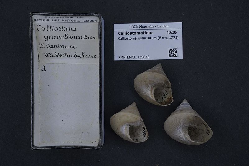 File:Naturalis Biodiversity Center - RMNH.MOL.139848 - Calliostoma granulatum (Born, 1778) - Calliostomatidae - Mollusc shell.jpeg