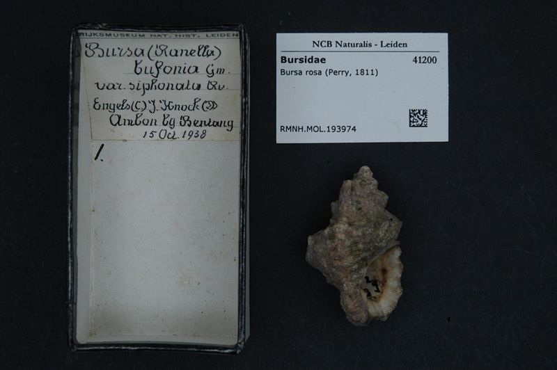 File:Naturalis Biodiversity Center - RMNH.MOL.193974 - Bursa rosa (Perry, 1811) - Bursidae - Mollusc shell.jpeg