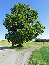 Scheibentalslinde in Kleinbockedra