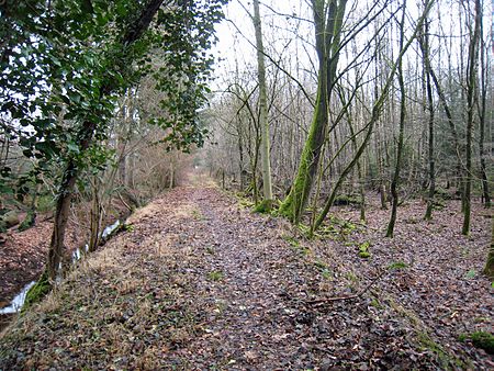 Naturschutzgebiet Gierather Wald.1