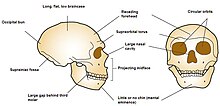 Neanderthal cranial anatomy Neanderthal cranial anatomy.jpg