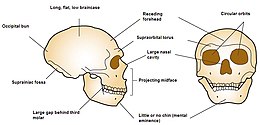 Neanderthaler: Ontdekkingsgeschiedenis, Ontstaan, Lichaamsbouw