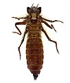 Neopetalia punctata larva (2).jpg