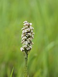 Miniatura para Neotinea maculata