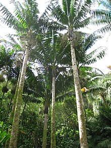 Neoveitchia storckii dans l'Arboretum de Lyon.jpg