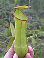 Nepenthes gracilis11.jpg