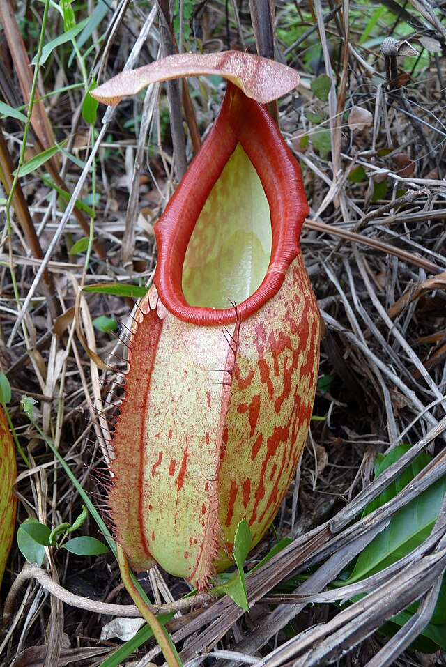 File:Nepenthes holdenii lower pitcher.jpg - Wikipedia.