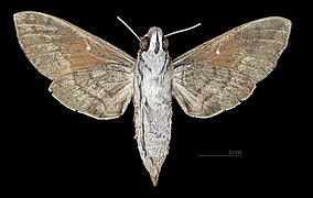 Nephele subvaria MHNT CUT 2010 0 141 Tinaroo Creek Road Queensland female ventral.jpg