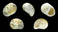 * Nomination Shell of a Virgin Nerite, Neritina virginea --Llez 10:40, 30 April 2014 (UTC) * Promotion  Support --A.Savin 10:50, 30 April 2014 (UTC)