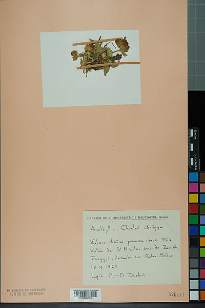 File:Neuchâtel Herbarium - Anthyllis cherleri - NEU000034018.jpg