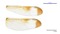 Neurothemis stigmatizans female wings (34928481711).jpg