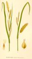 Pūslėtoji viksva (Carex vesicaria)