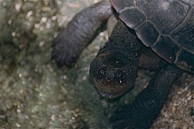 Northern Australian Snapping Turtle (Myuchelys latisternum) (9757149313).jpg