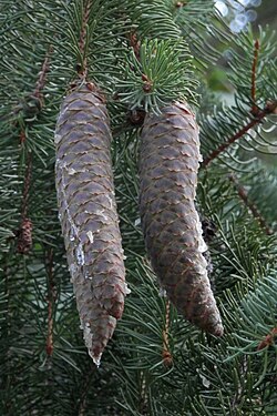 Norway Spruce (Picea abies)