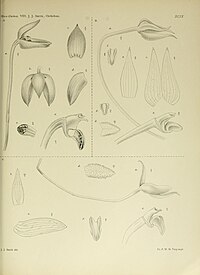 A: Bulbophyllum lorentzianum B: Bulbophyllum longipedicellatum C: Bulbophyllum longipedicellatum