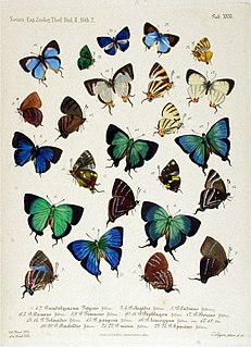 <i>Erora</i> Butterfly genus in family Lycaenidae