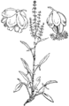 Rumex acetosella Mala kislica plate 295 in: Martin Cilenšek: Naše škodljive rastline Celovec (1892)