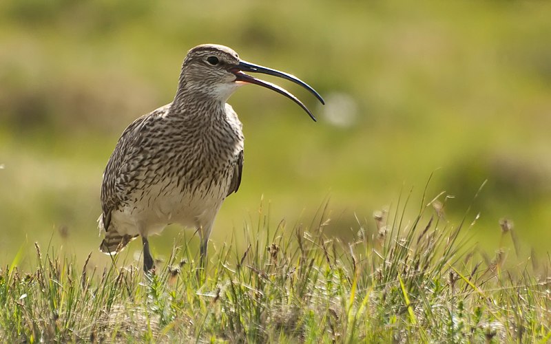 File:Numenius phaeopus axelkr.jpg