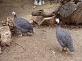 Numida meleagris Gallina de Guinea