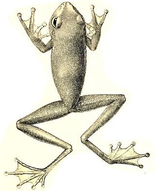 <i>Nyctimystes montanus</i> Species of amphibian