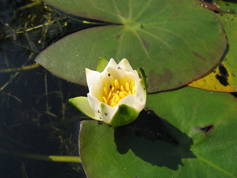 File:Nymphaea tetragona2.jpg