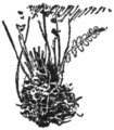 53. Woodsia ilvensis rootstock