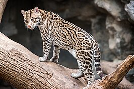 Ocelot