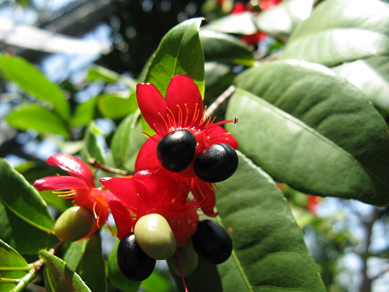 File:Ochna species 5.jpg