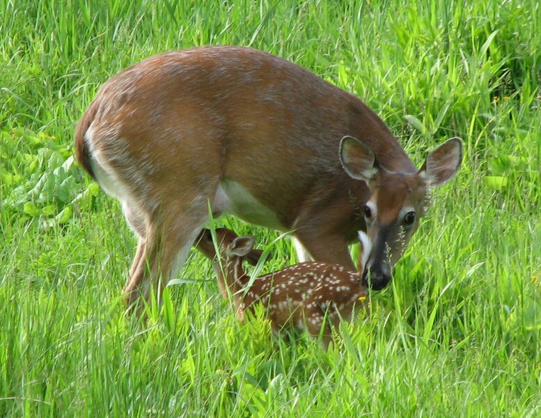 File:Odocoileus virginianus (white-tailed deer) 8 (8270236202).jpg