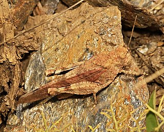 <i>Oedipoda coerulea</i> Species of band-winged grasshopper