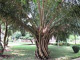 Oil palm tree in RDA, Bogra 01