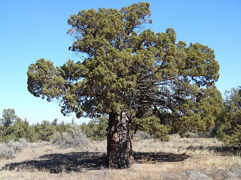 File:Old Juniper, Redmond-Bend Juniper State Scenic Corridor.JPG