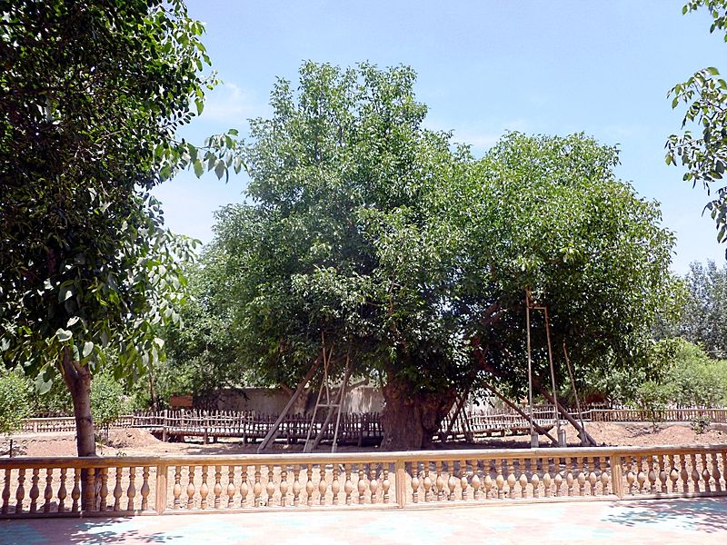 File:Oldest Walnut tree in the world. Khotan, Xinjiang.jpg