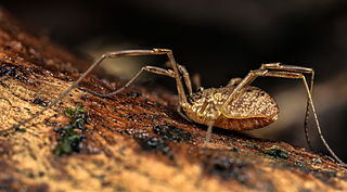 Oligolophus tridens Species of harvestman/daddy longlegs