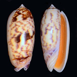 <i>Oliva miniacea</i> Species of gastropod