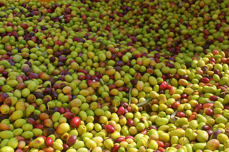 File:Olives in Israel.jpg